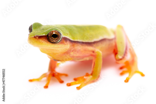 red eyes green frog on the white