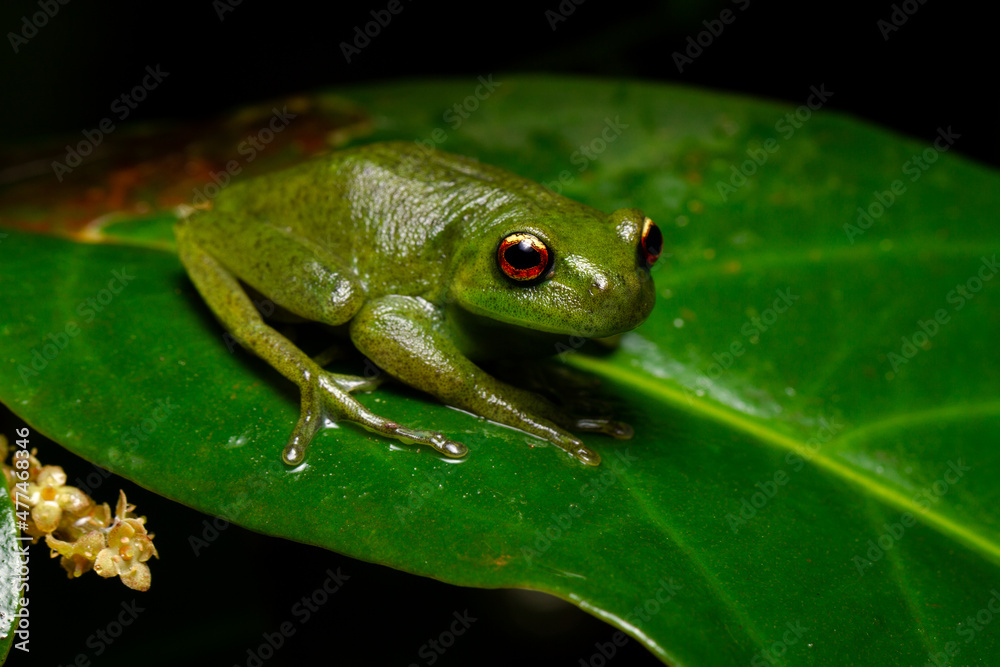 Naklejka premium red eyes green frog on a leaf