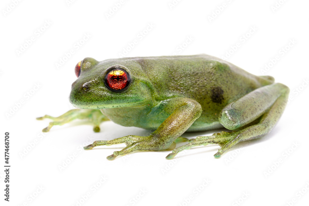 Obraz premium red eyes green frog on the white