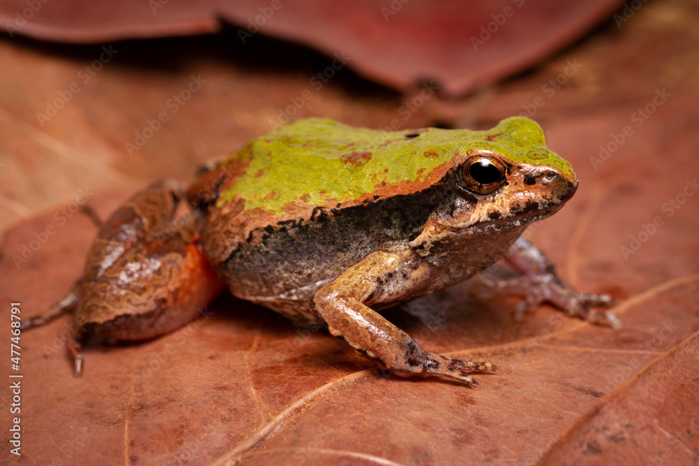 Obraz premium green frog on the ground