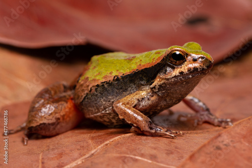 Canvas Print green frog on the ground