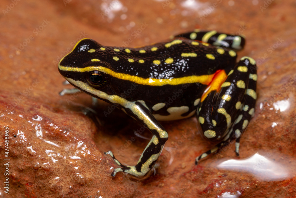 Fototapeta premium poison dart frog