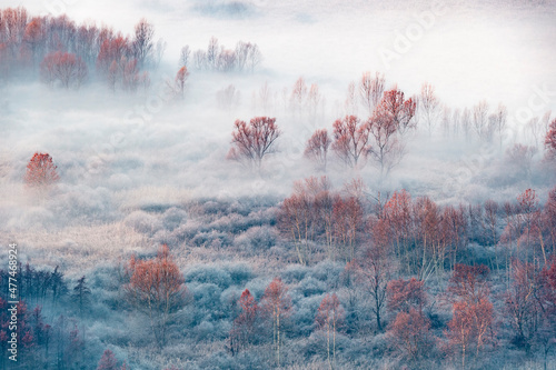 Obraz na płótnie Winter forest wrapped by fog before sunrise, fine art landscape