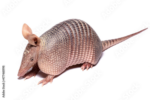 Tableau sur toile armadillo on white back ground