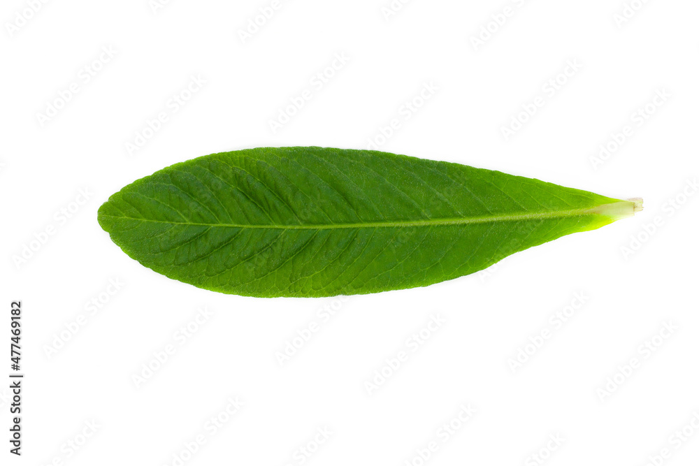 Brazilian forest plant green leaf. Amazon, Pantanal, Atlantic Forest, Southern Brazil.