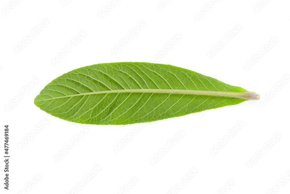 Obraz premium Brazilian forest plant green leaf. Amazon, Pantanal, Atlantic Forest, Southern Brazil.