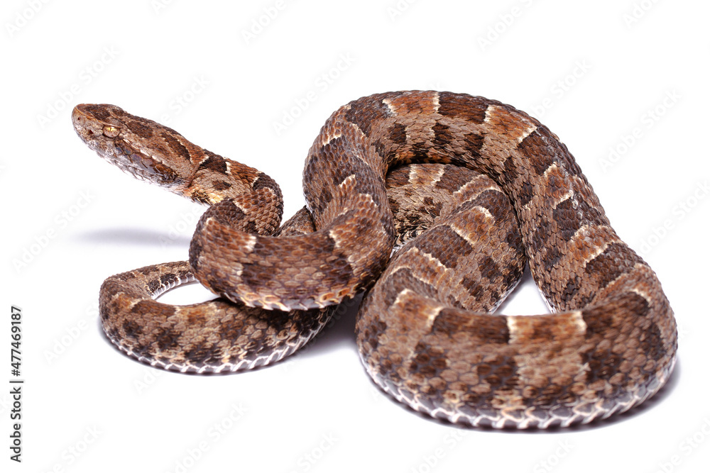 lance head snake on white lance head snake on white