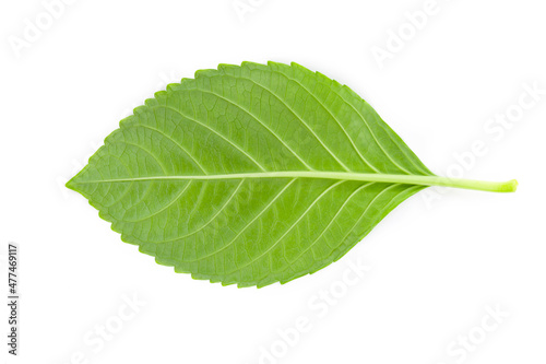 Brazilian forest plant green leaf. Amazon  Pantanal  Atlantic Forest  Southern Brazil.