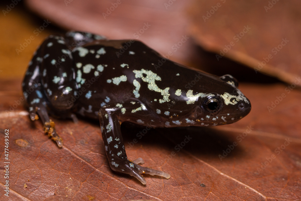 Obraz premium frog on the ground