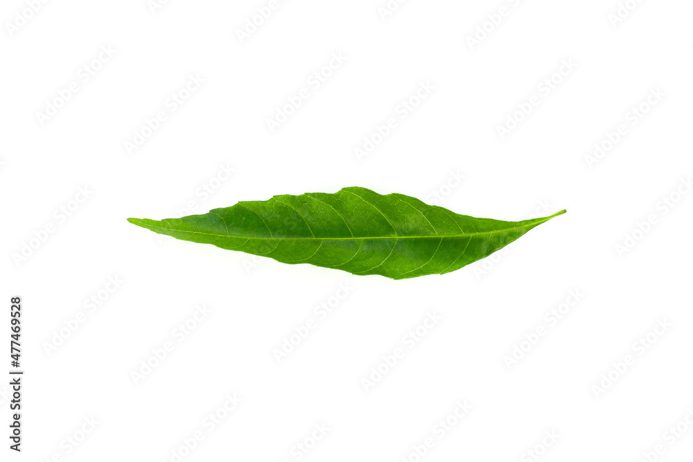 Obraz premium Brazilian forest plant green leaf. Amazon, Pantanal, Atlantic Forest, Southern Brazil.