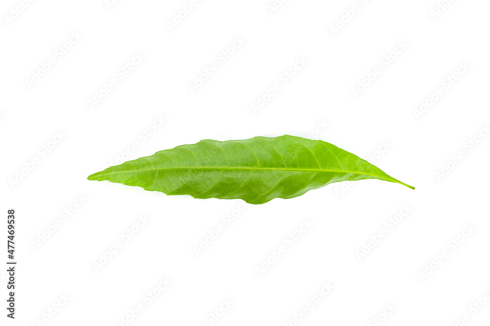 Obraz premium Brazilian forest plant green leaf. Amazon, Pantanal, Atlantic Forest, Southern Brazil.
