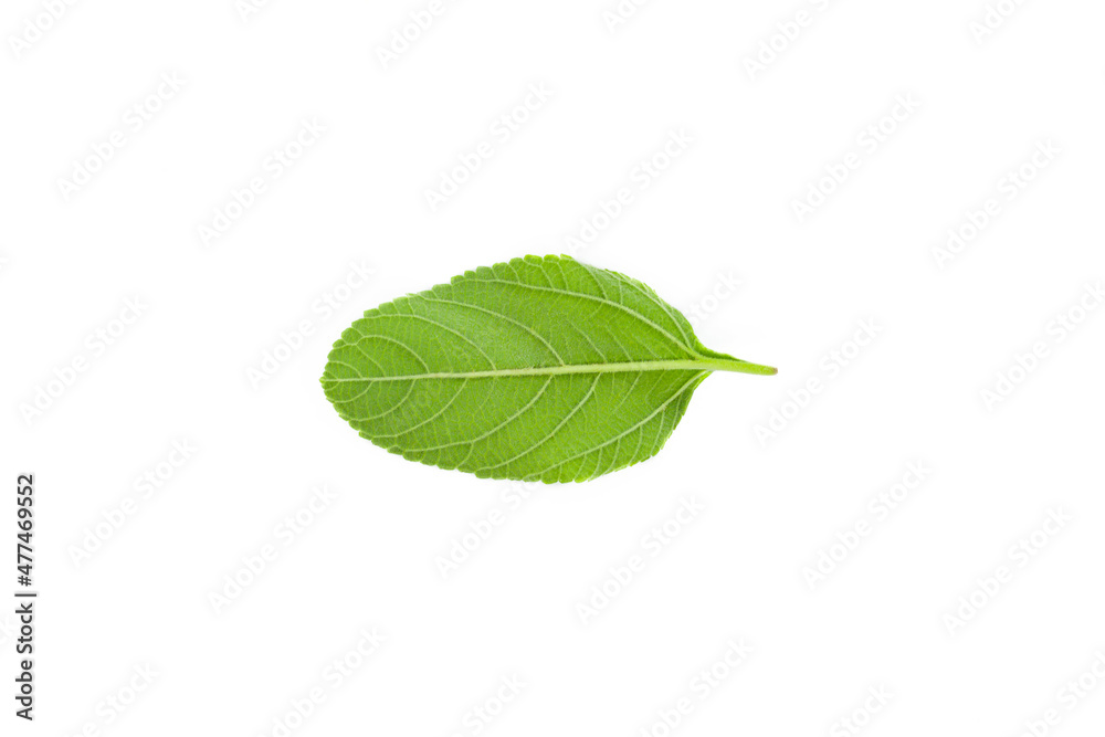 Obraz premium Brazilian forest plant green leaf. Amazon, Pantanal, Atlantic Forest, Southern Brazil.