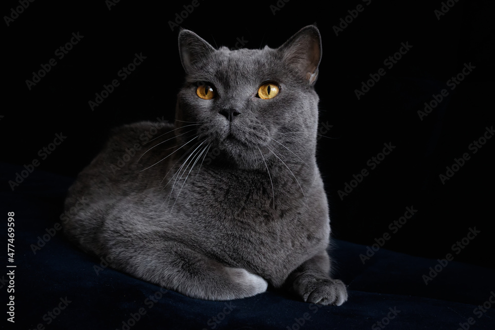 A gray Shorthair cat with yellow eyes looking at the camera.