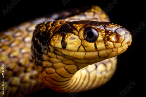 caninana snake yellow and black