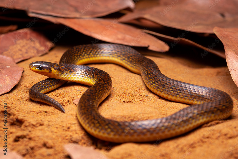 Obraz premium grond snake