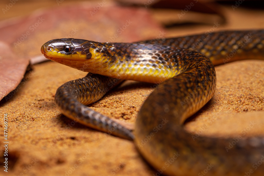 Obraz premium grond snake