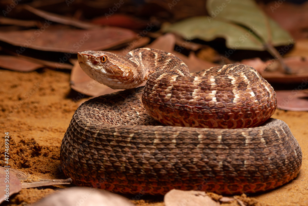Fototapeta premium Red lance head snake