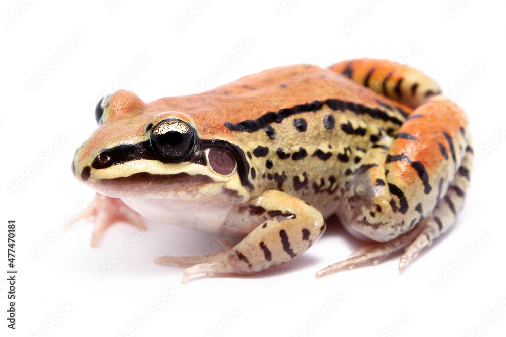 Fototapeta premium red eyed tree frog