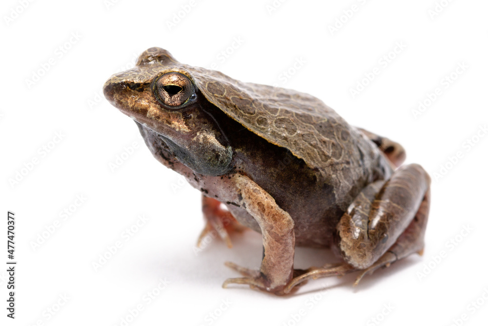 Naklejka premium toad isolated on white background