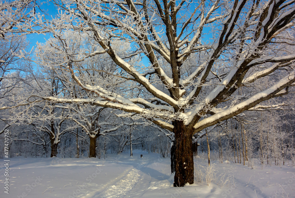 Fototapeta premium Winter snow-covered trees. City park. Nature.