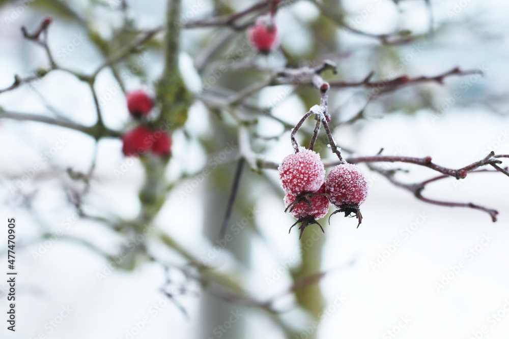 frost on red berries