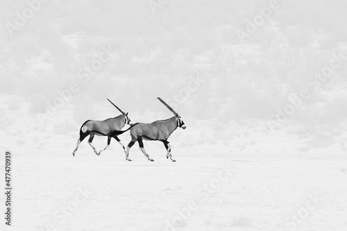Fotografie The gemsbok or gemsbuck (Oryx gazella)  standing on the red sand dune with red sand and dry grass around