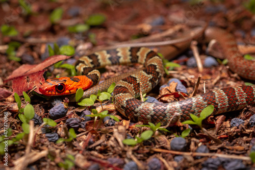 red head snake on the grass