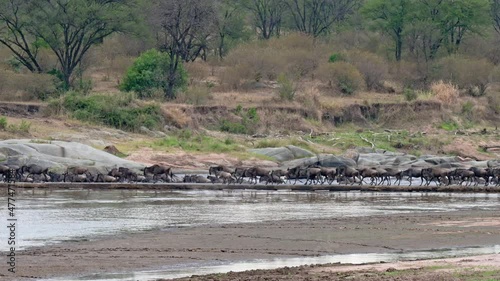 blue wildebeest (Connochaetes mearnsi) on great migration thru Serengeti National Park crossing Mara River (rearly seen) over a small bridge near the airport, Tanzania, Africa photo