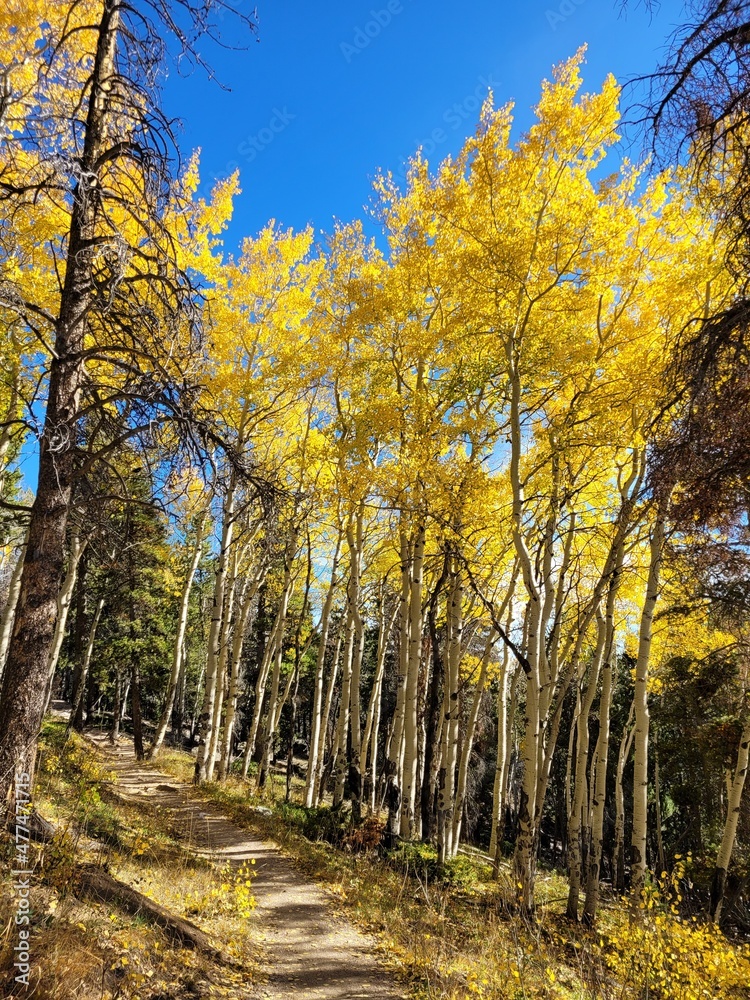 Fototapeta premium autumn hiking