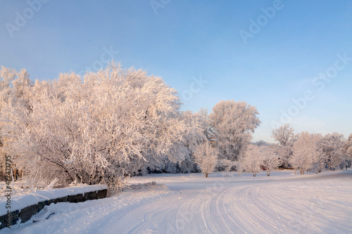 Wallpaper Mural Winter landscape on a cold day with a snowy road and trees covered with hoarfrost. Climate, weather. Torontodigital.ca