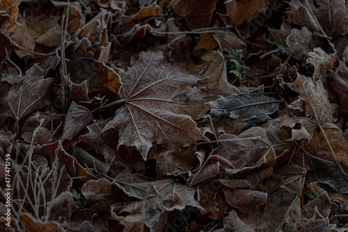 Frosted dry autumn leaves. Brown november leaves under frost