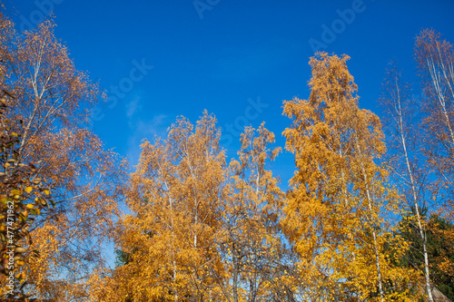 Autumn trees, nature landscape over blue sky. Beautiful sunny fall day..