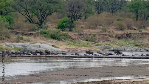 blue wildebeest (Connochaetes mearnsi) on great migration thru Serengeti National Park crossing Mara River (rearly seen) over a small bridge near the airport, Tanzania, Africa photo