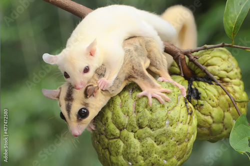 A mother sugar glider holds her baby to protect her baby from predators. This marsupial mammal has the scientific name Petaurus breviceps. 