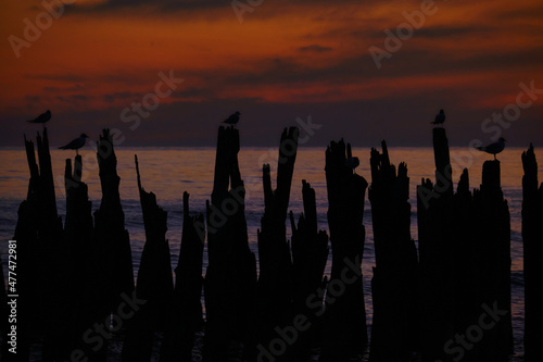 A flock of seagulls sit on an old sea pier in the orange sunset light.
