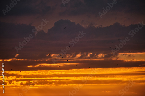 Landscape shot of the birds on the background of sunset light far in the sky © Maksim
