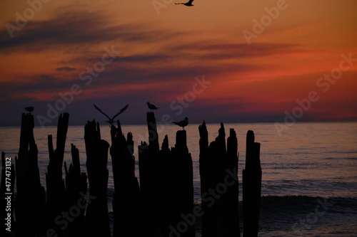 A flock of seagulls sit on an old sea pier in the orange sunset light.
