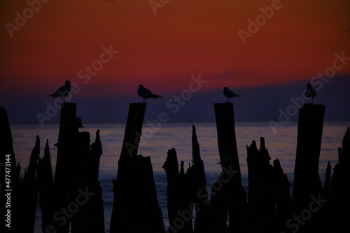 A flock of seagulls sit on an old sea pier in the orange sunset light.