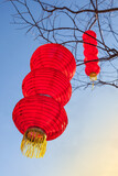 Red Lanterns hanging on trees for Chinese Lunar New Year, Fuzhou,Fujian,China
