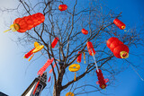 Red Lanterns hanging on trees for Chinese Lunar New Year, Fuzhou,Fujian,China