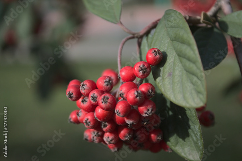 Sorbus domestica- Üvez Meyvesi photo