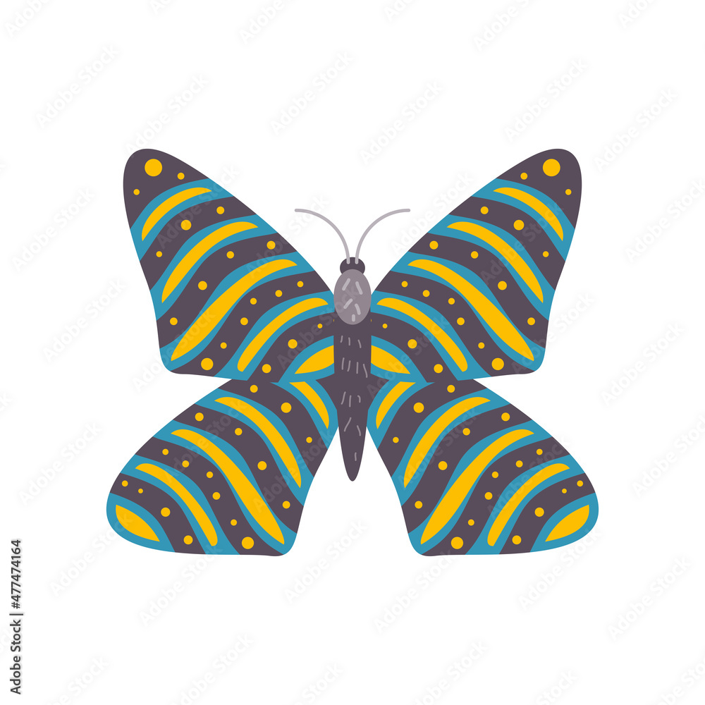 big butterfly animal big butterfly animal