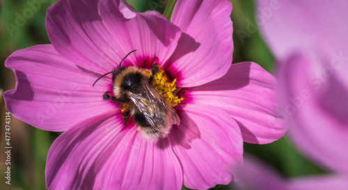 Closeup of bumblebee collecting honey on pink and yellow cosmos (Cosmos bipinnatus)  flowers in the garden