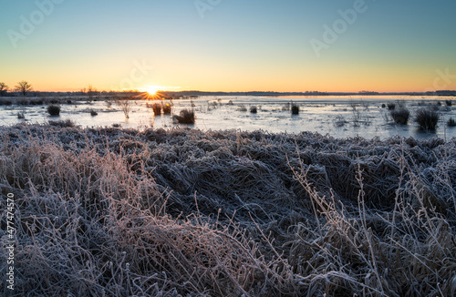 Warm sunlight on a frozen field of reed on a cold winter morning. photo