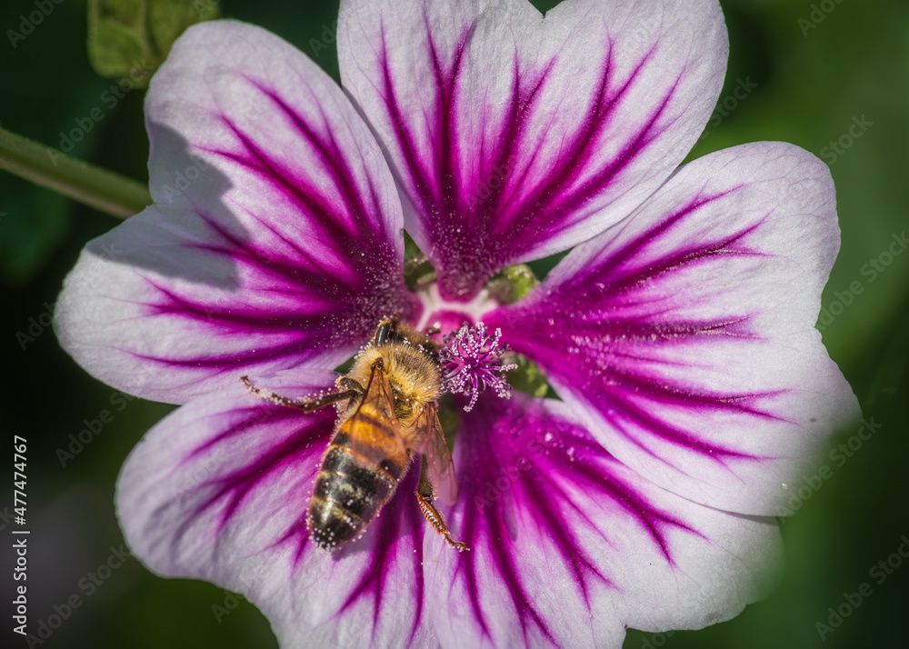 Closeup of bee collecting honey and pink pollen on pink and purple mallow flower Closeup of bee collecting honey and pink pollen on pink and purple mallow flower