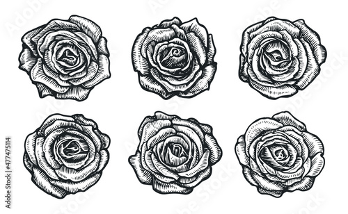 Decorative flowers of roses. Rose buds set in vintage engraving style