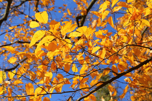 Hornbeam leaves.