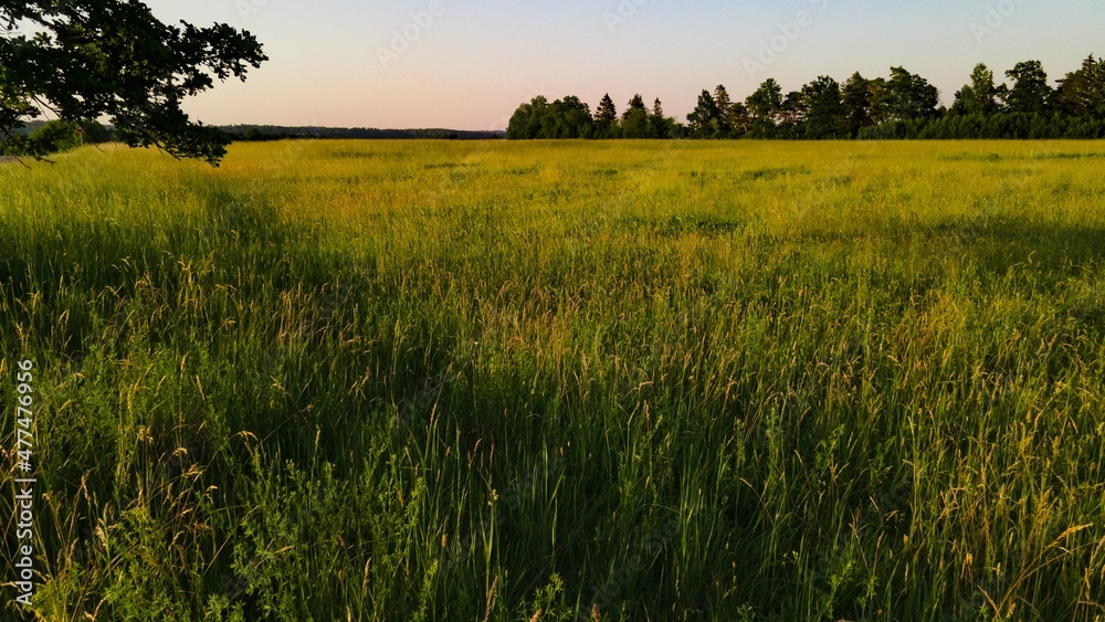 Fototapeta premium grass field in summer
