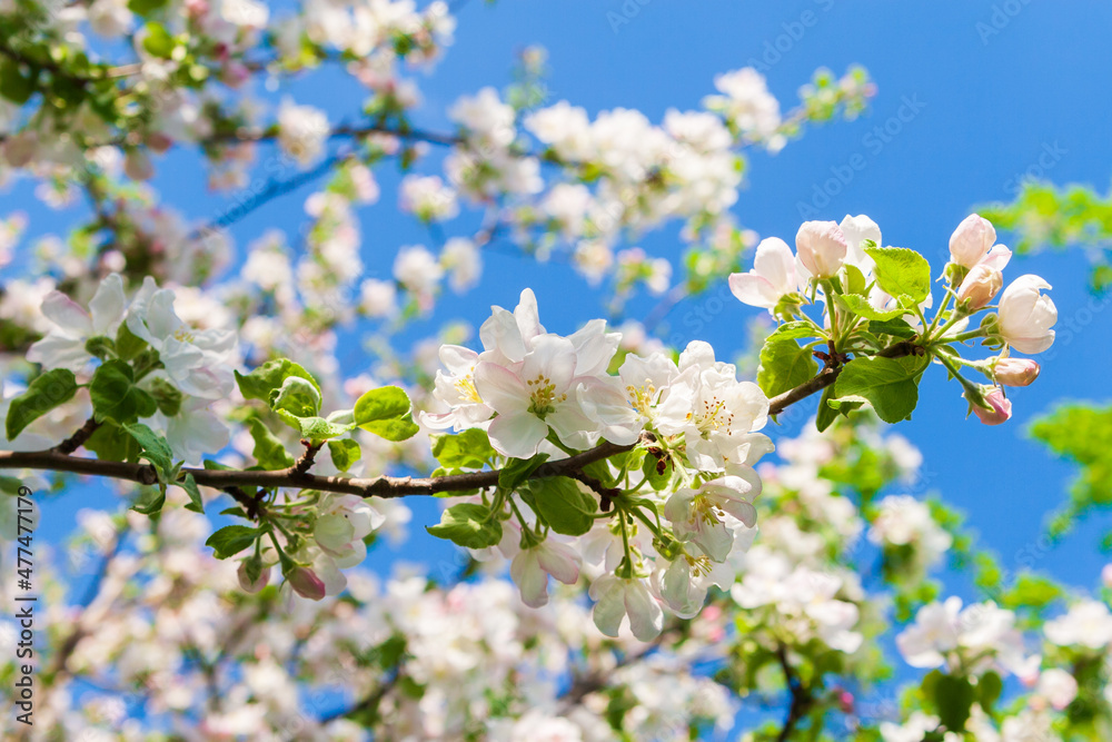 Delicate white flowers of an apple tree. Blooming apple tree is illuminated by the spring sun. Delicate white flowers of an apple tree. Blooming apple tree is illuminated by the spring sun.