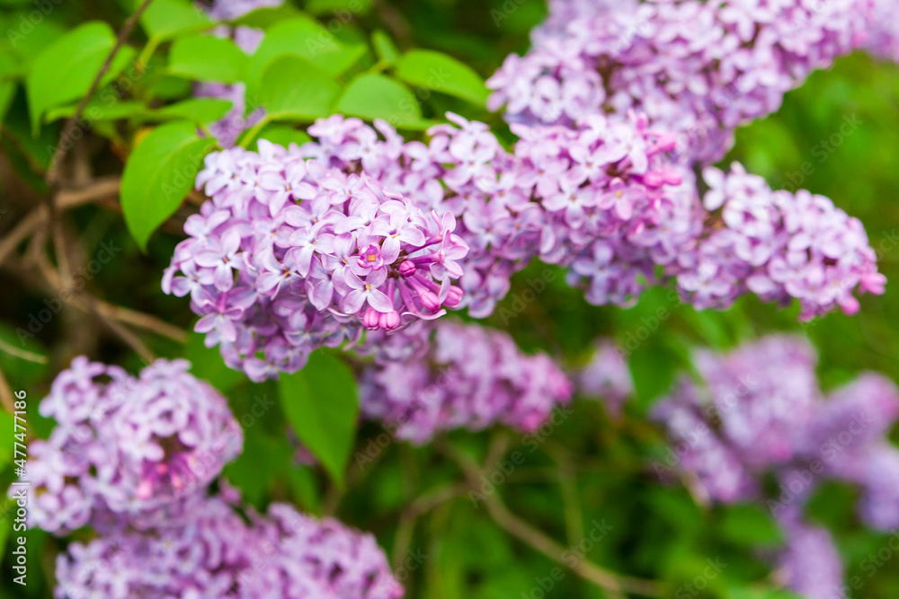 Lilac flowers close up. Syringa vulgaris. Blooming lilac. Lilac flowers close up. Syringa vulgaris. Blooming lilac.